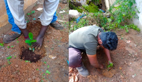 Tree Planting