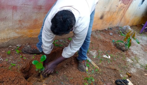Tree Planting